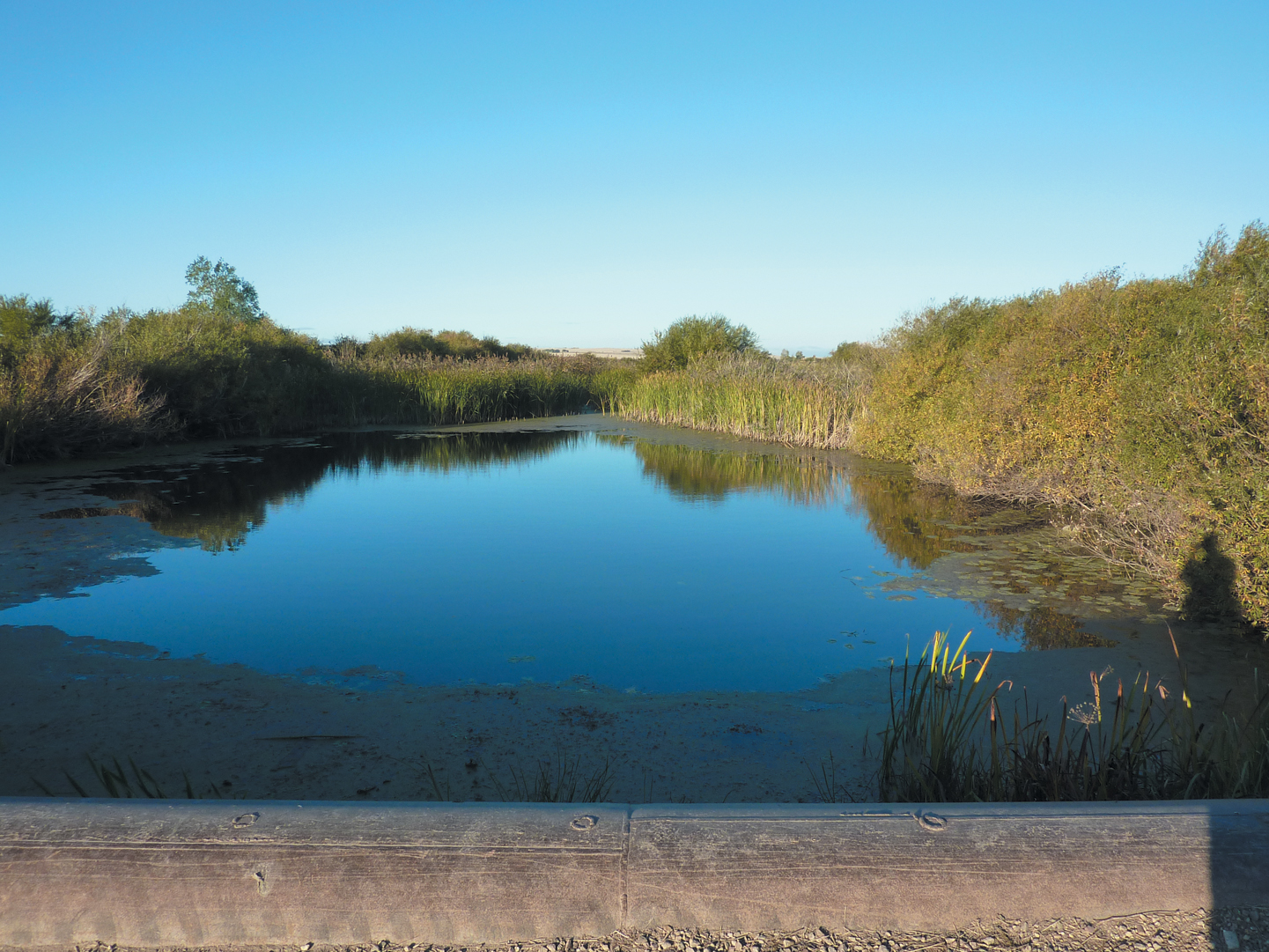 Гумбейка &ndash; река в Челябинской области, левый приток Урала. Иногда палеонтологи называют её &laquo;рекой мамонтов&raquo;, так как на берегах реки находят фрагменты костей этого вымершего животного. Источник https://upload.wikimedia.org/.