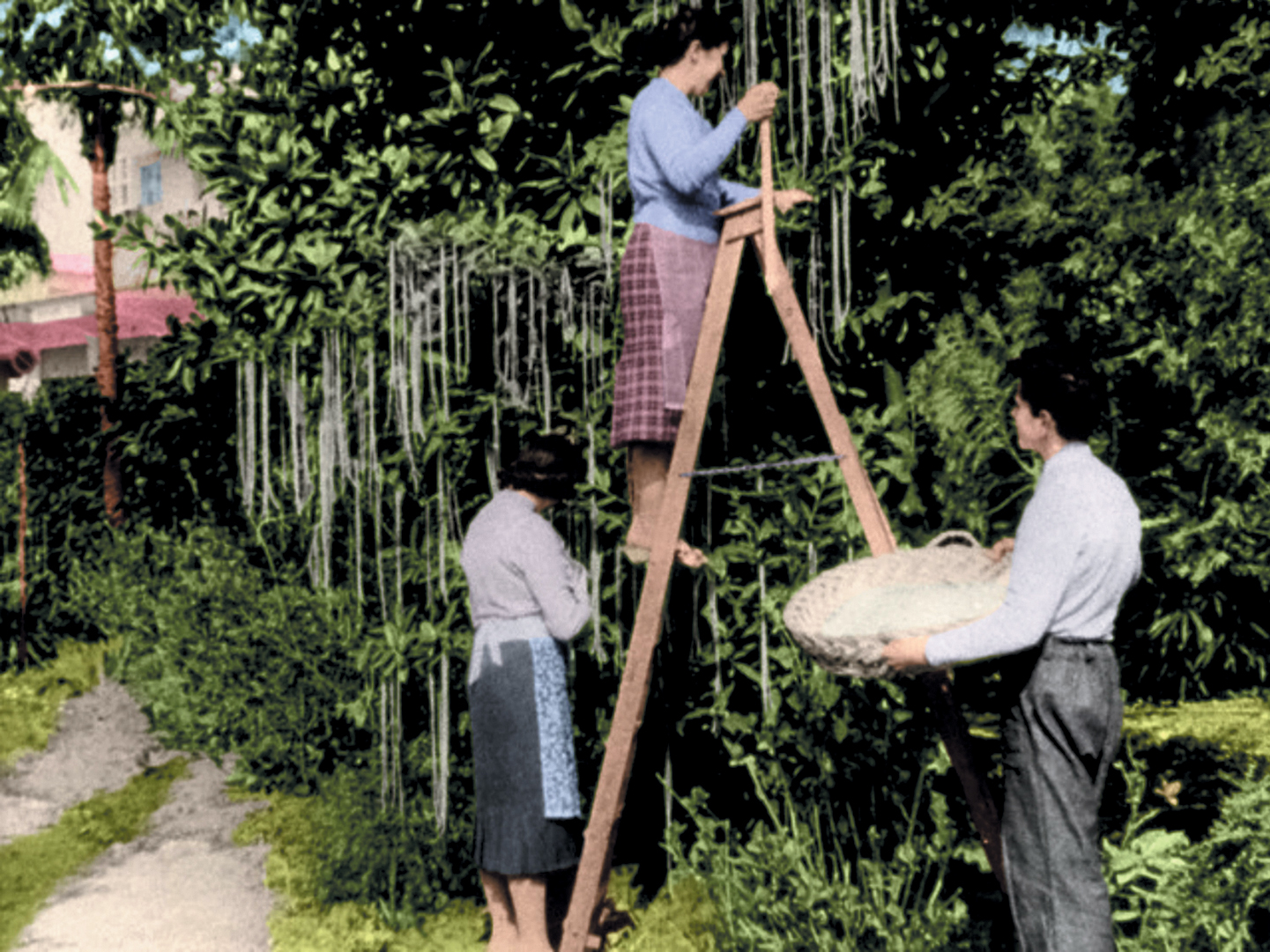 Тот самый сбор &laquo;урожая спагетти&raquo;. Иллюстрация https://i0.wp.com/.