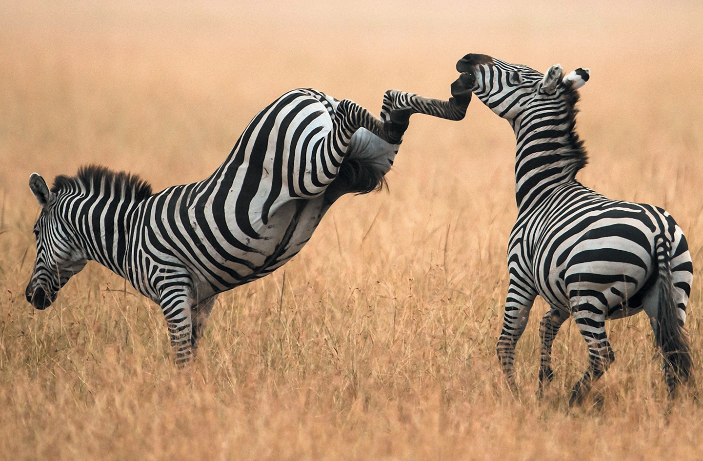 Источник https://pikabu.ru/.